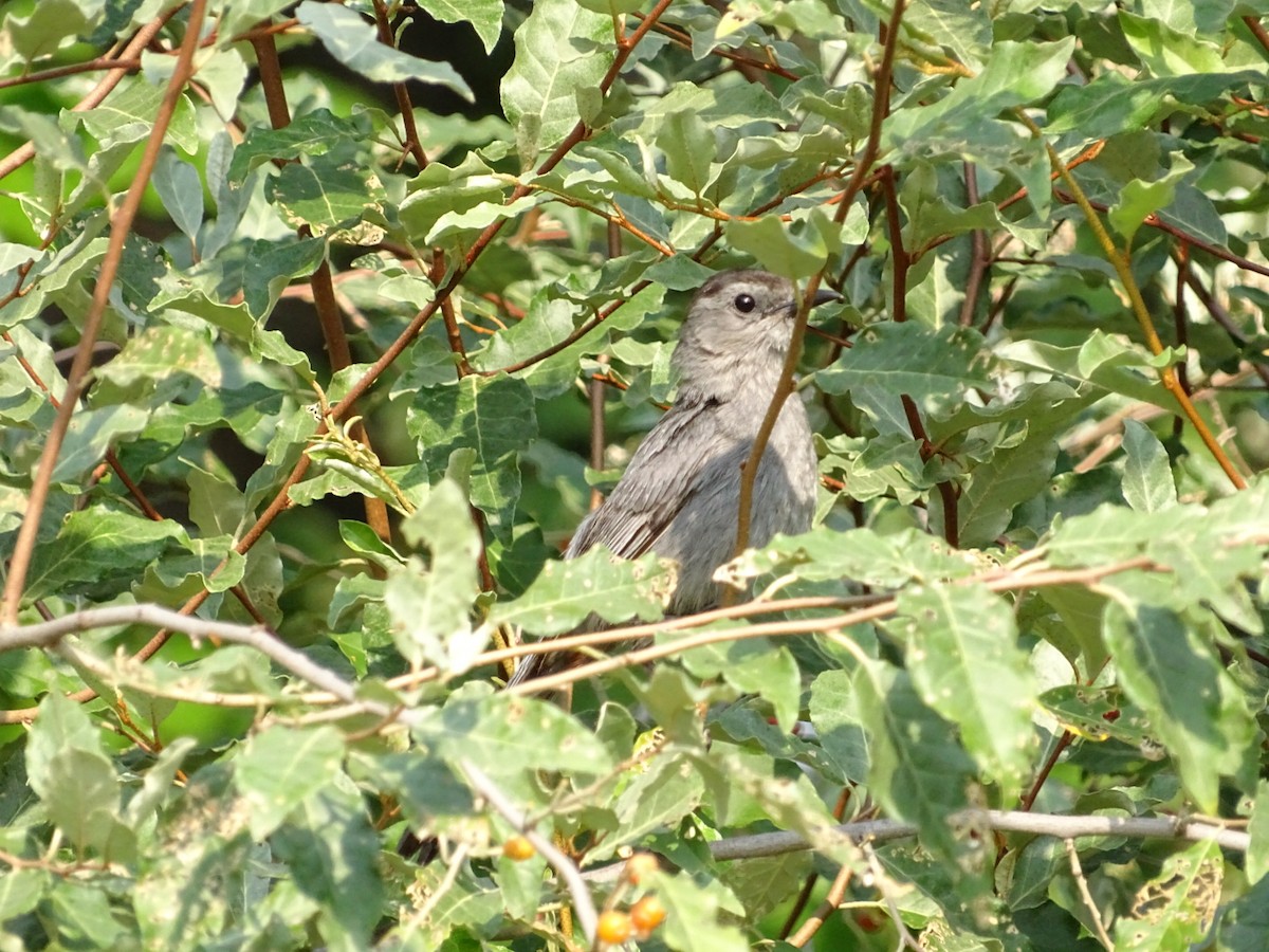 Gray Catbird - ML622361115