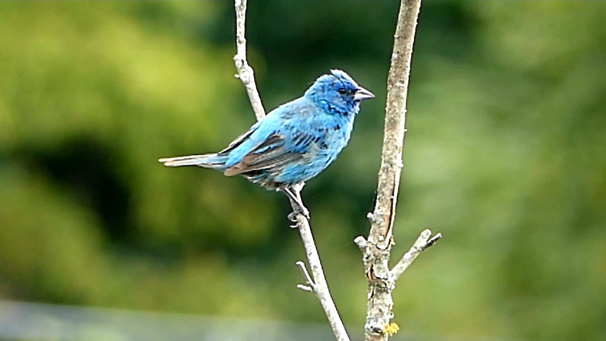 Indigo Bunting - Robert Langston