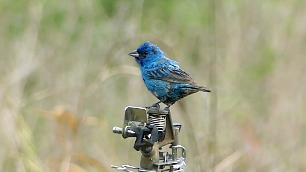 Indigo Bunting - ML622361117