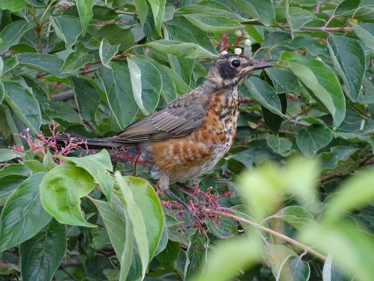 American Robin - ML622361120