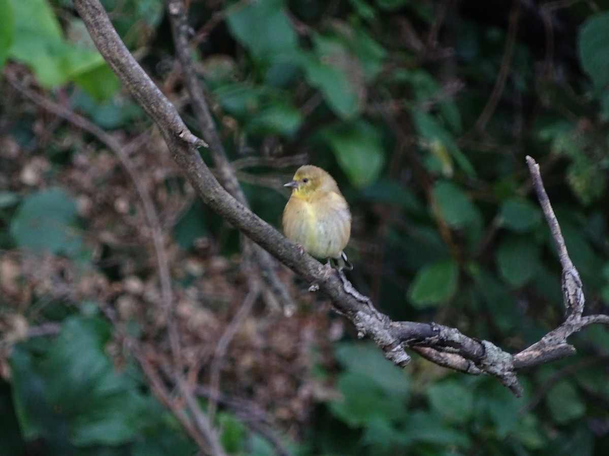 American Goldfinch - ML622361127