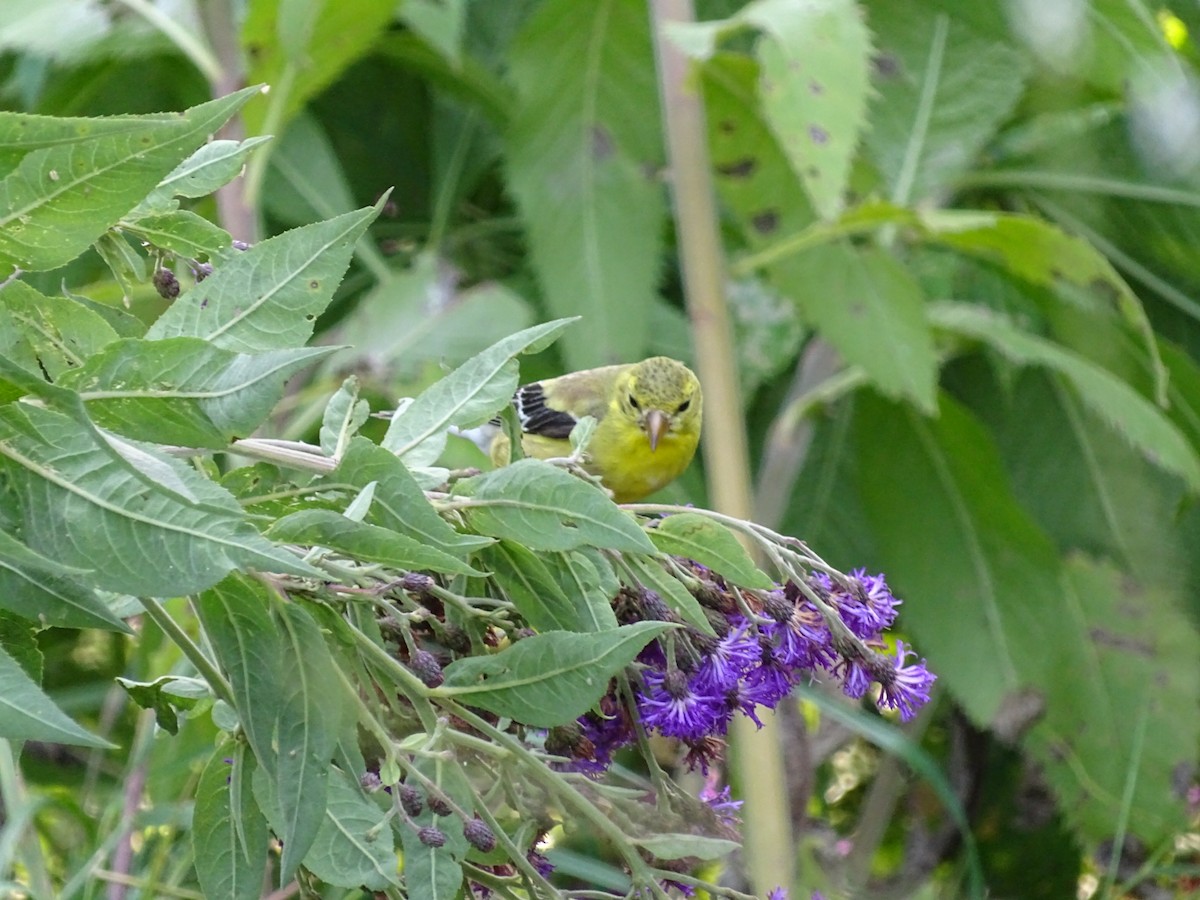 American Goldfinch - ML622361128