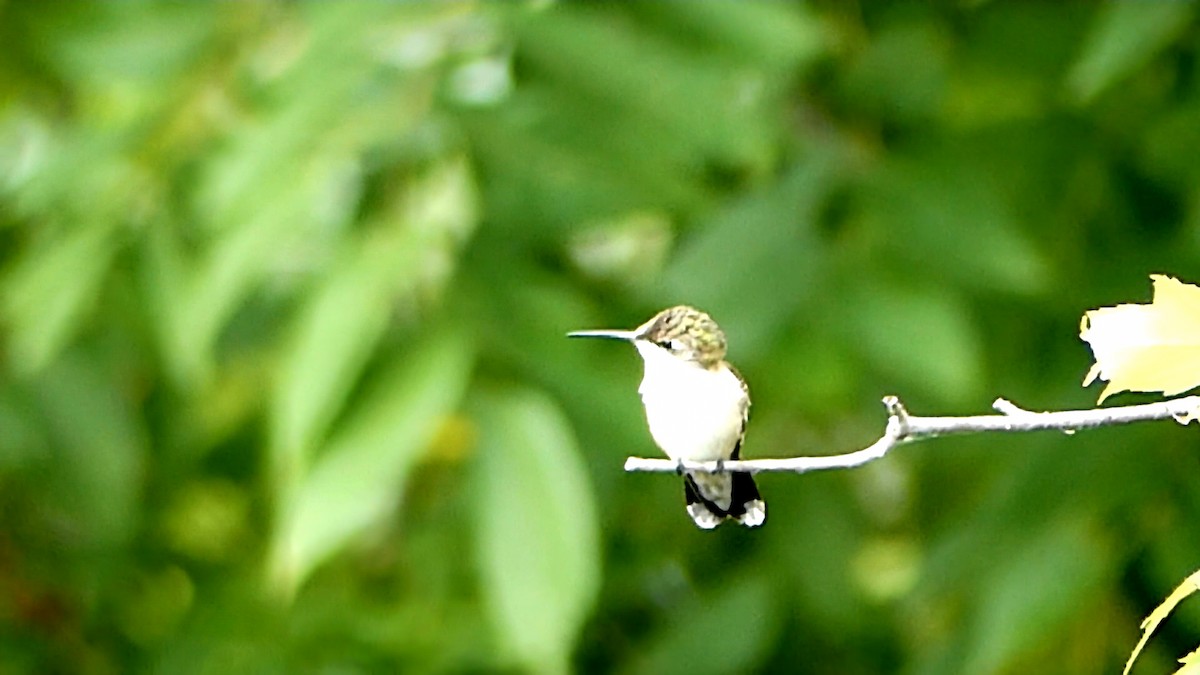 Ruby-throated Hummingbird - ML622361136