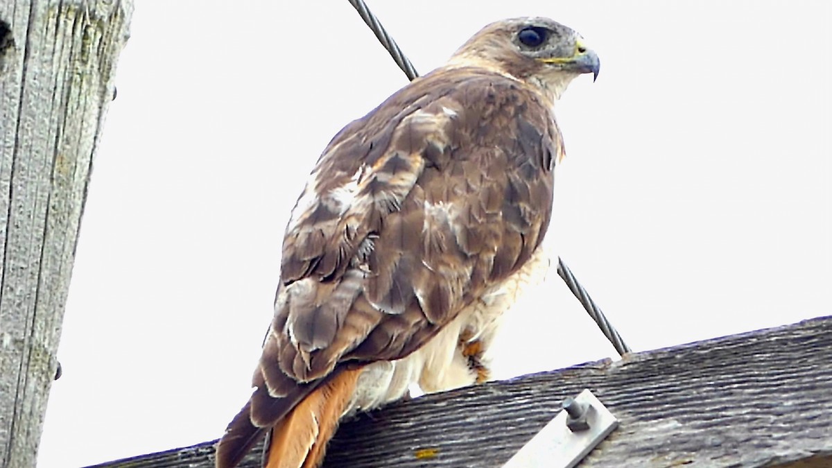 Red-tailed Hawk - Robert Langston