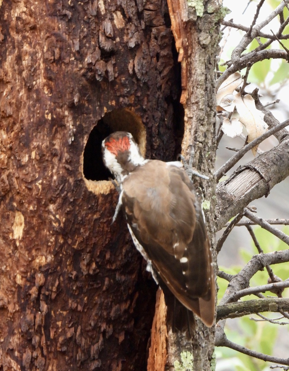 Arizona Woodpecker - ML622361168