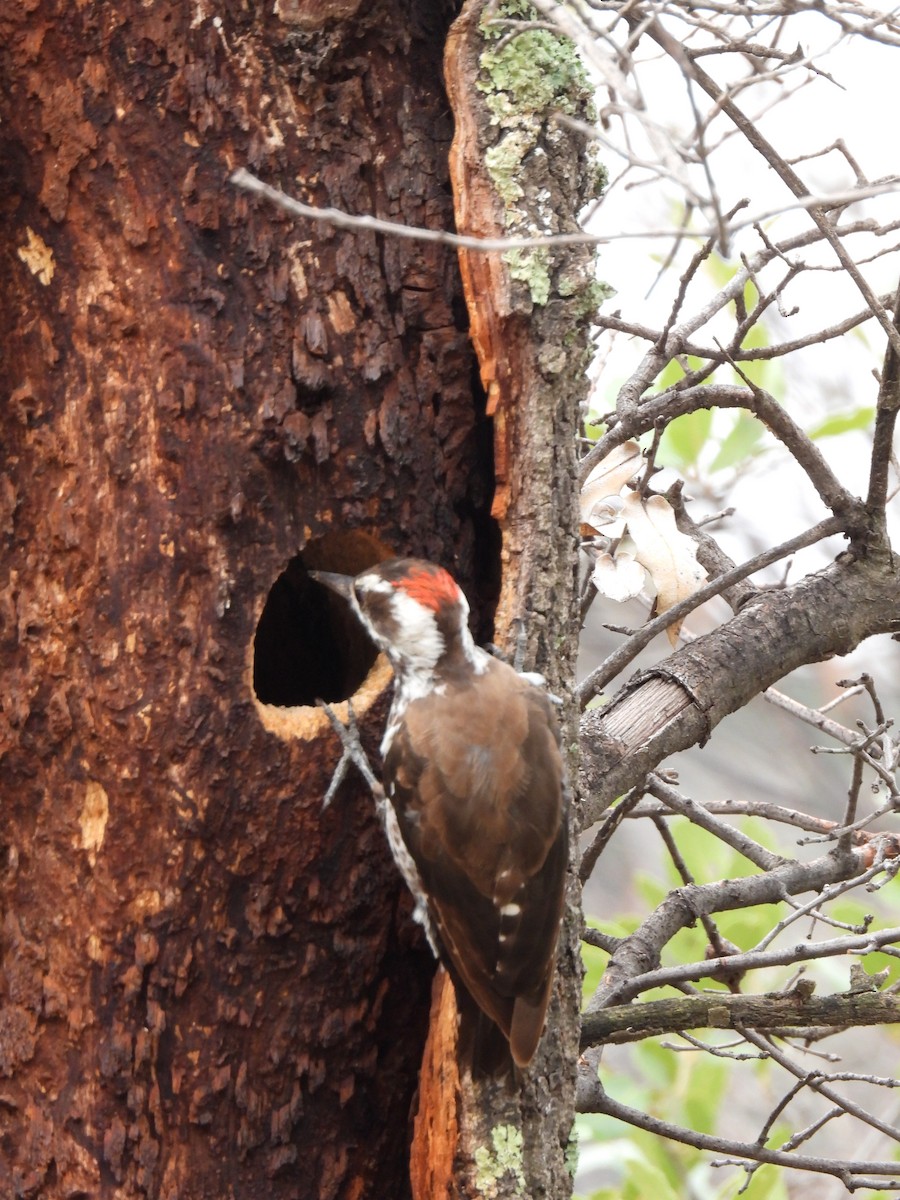 Arizona Woodpecker - ML622361170