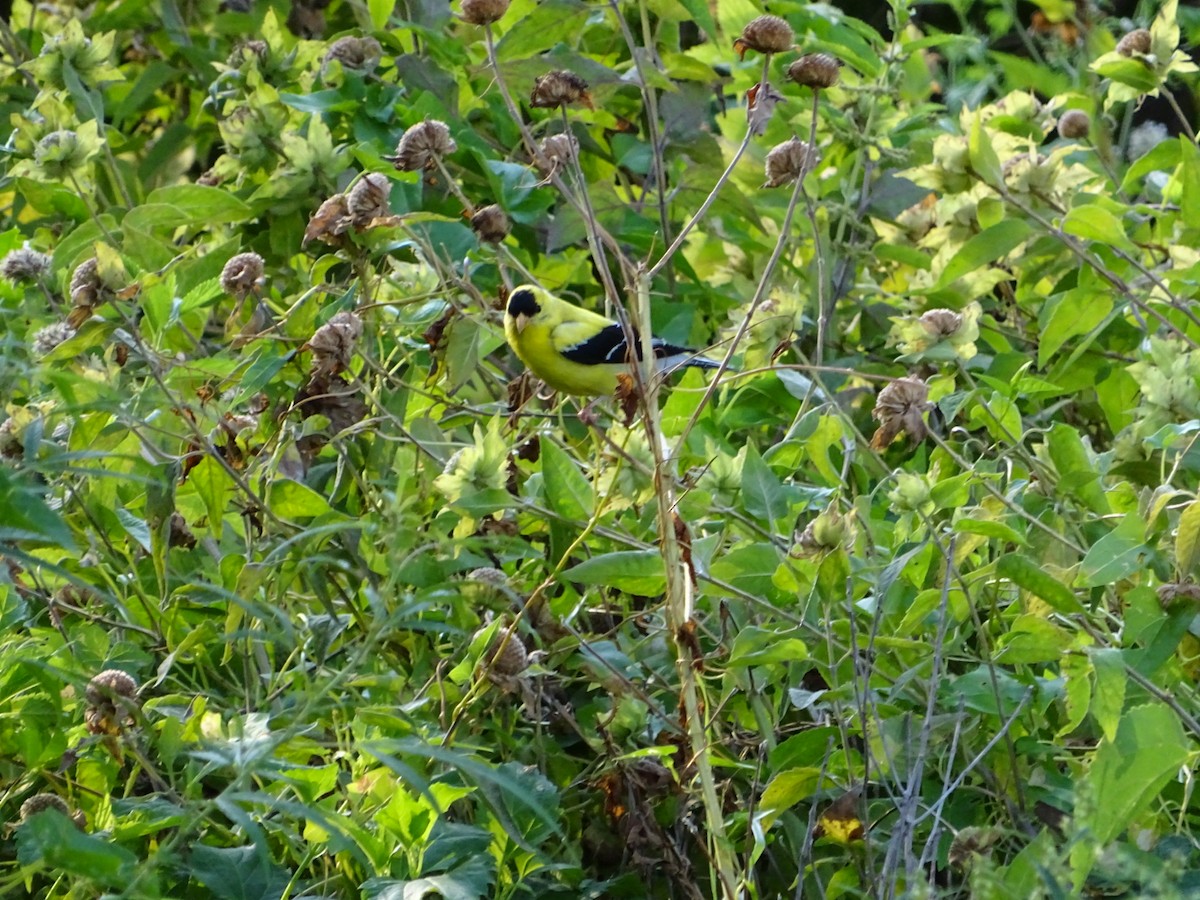 American Goldfinch - ML622361176