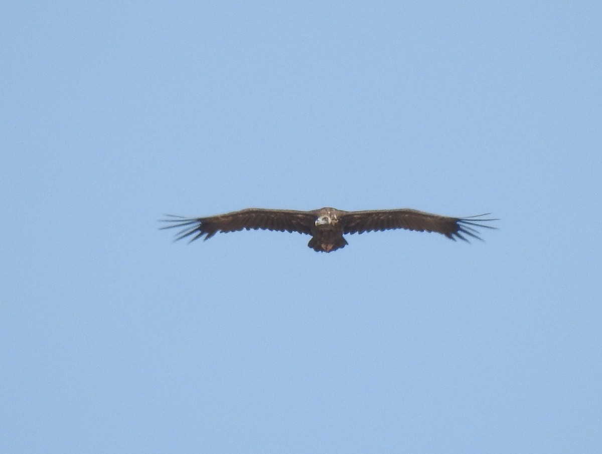 Cinereous Vulture - ML622361177