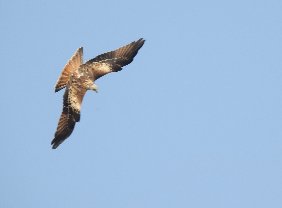 Red Kite - ML622361183