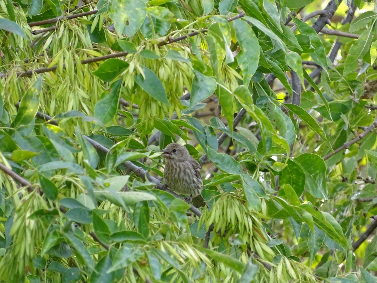 House Finch - ML622361191