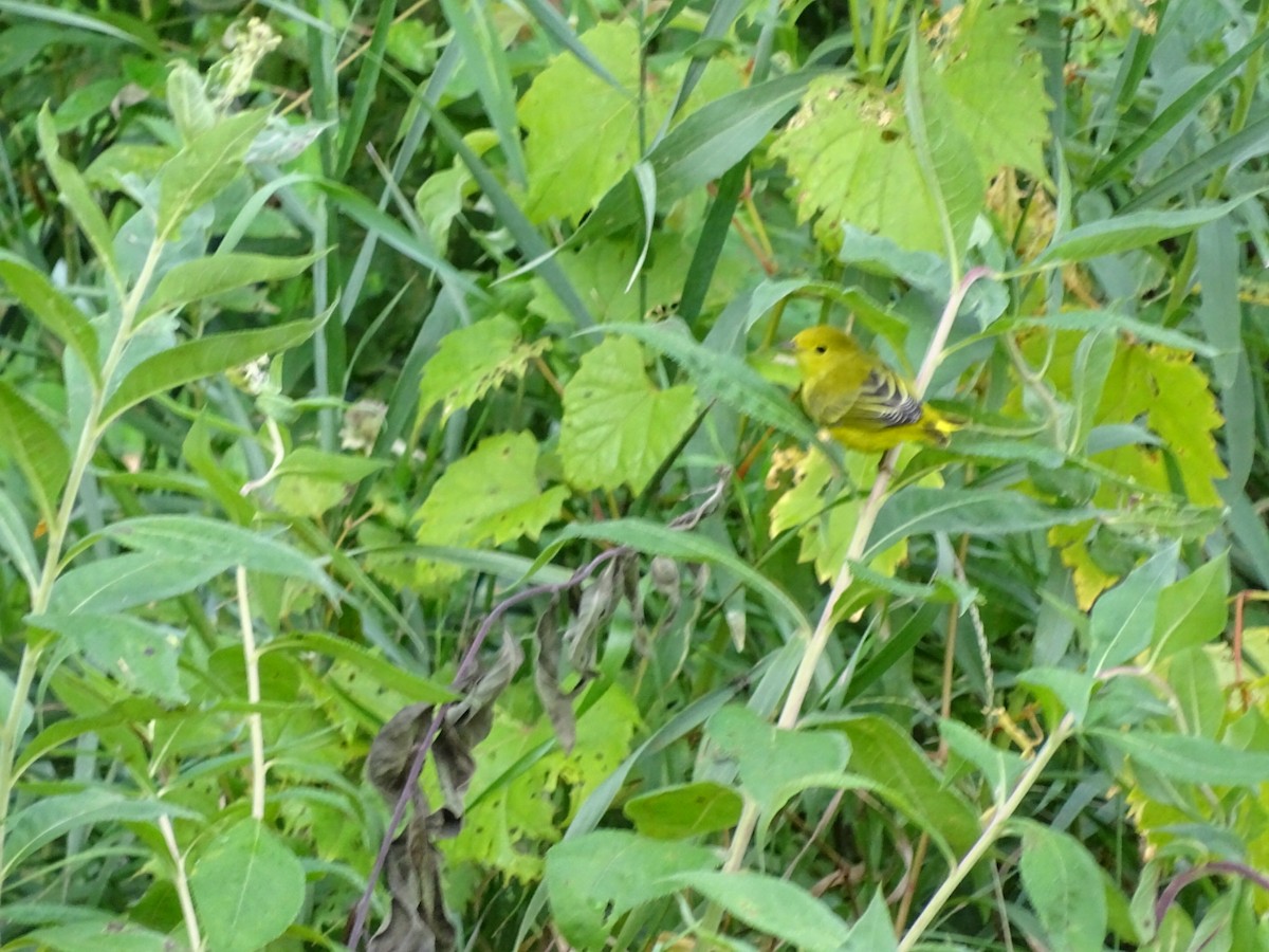 Northern Yellow Warbler - ML622361199