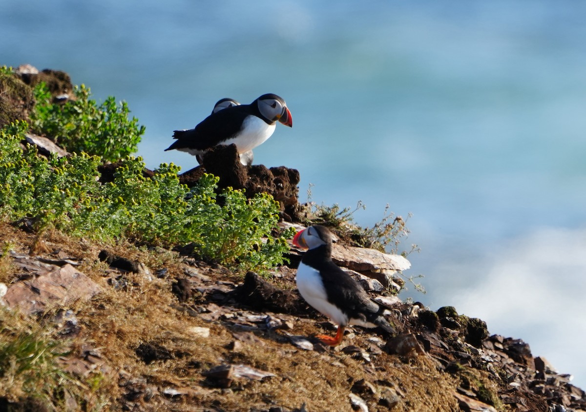 Atlantic Puffin - Amirtha  Karunakaran