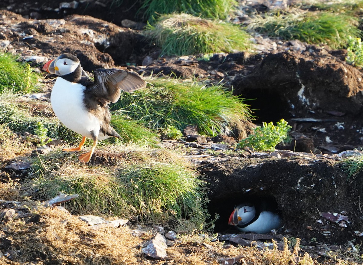 Atlantic Puffin - Amirtha  Karunakaran