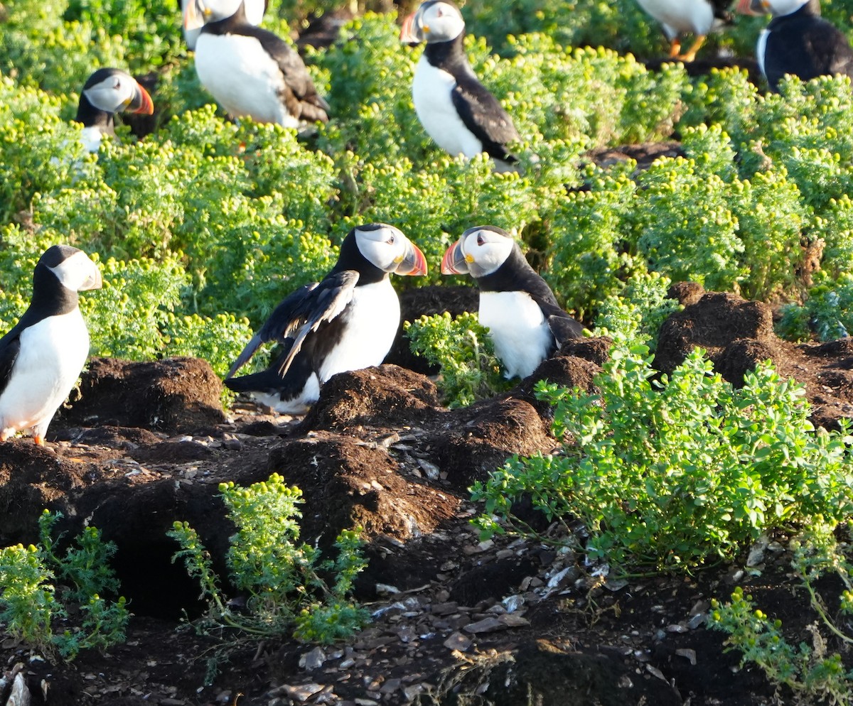 Atlantic Puffin - ML622361225