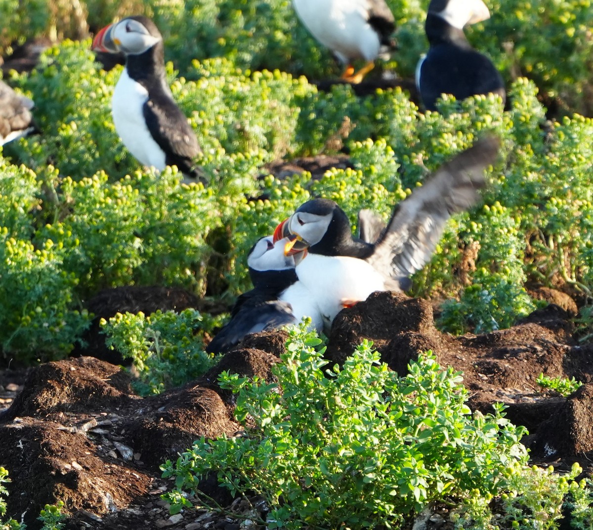 Atlantic Puffin - ML622361231