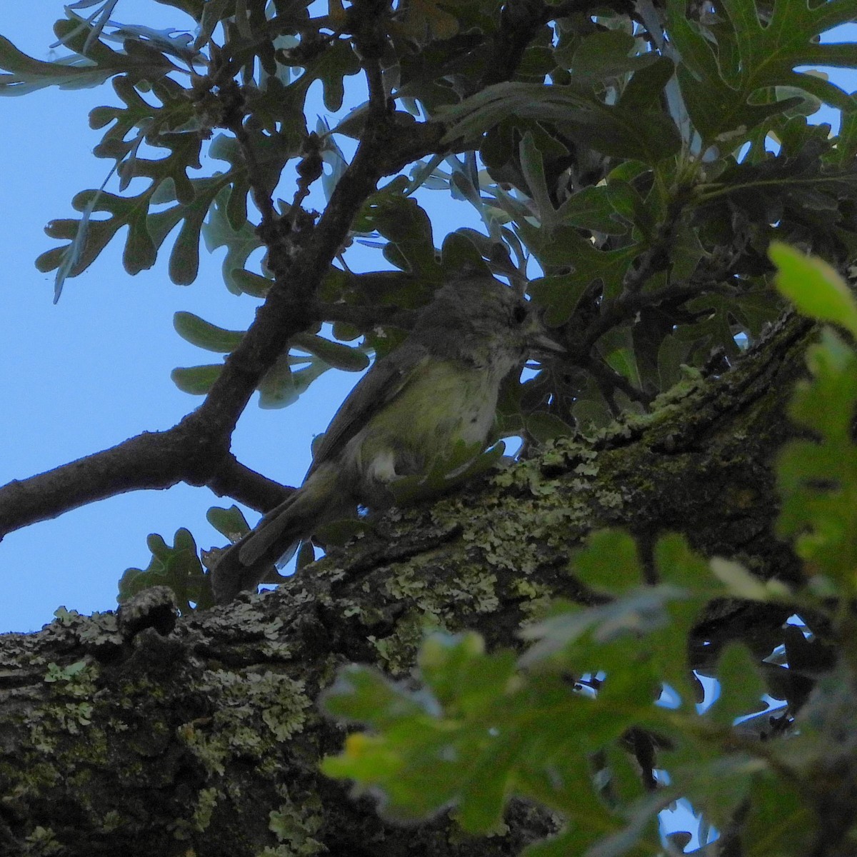 Mésange unicolore - ML622361234