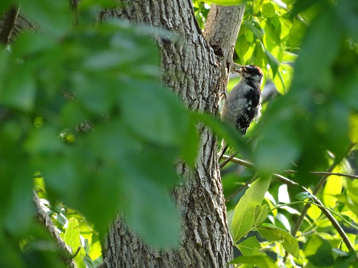 Downy Woodpecker - ML622361254