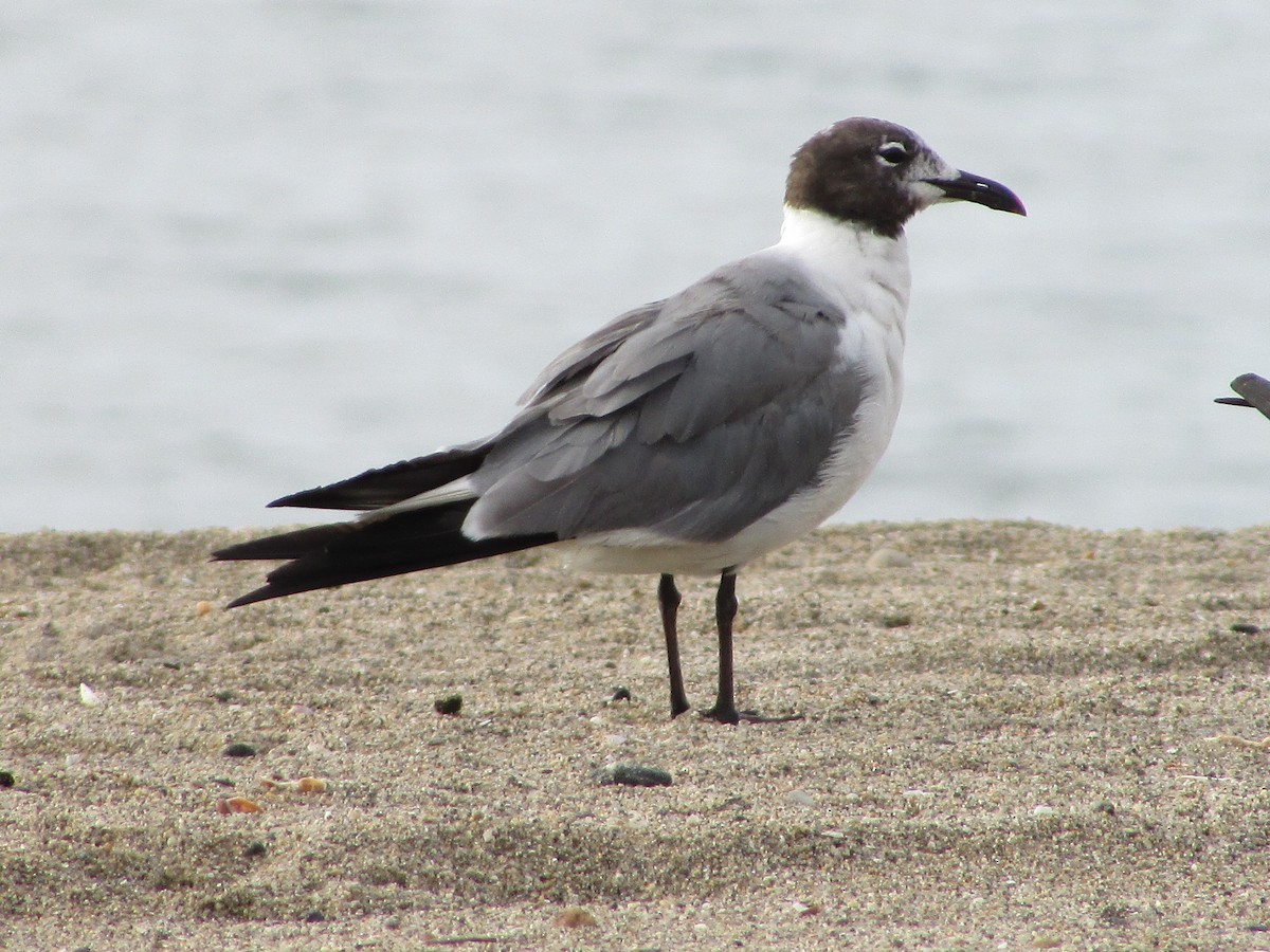 Laughing Gull - Aditya Bhaskar