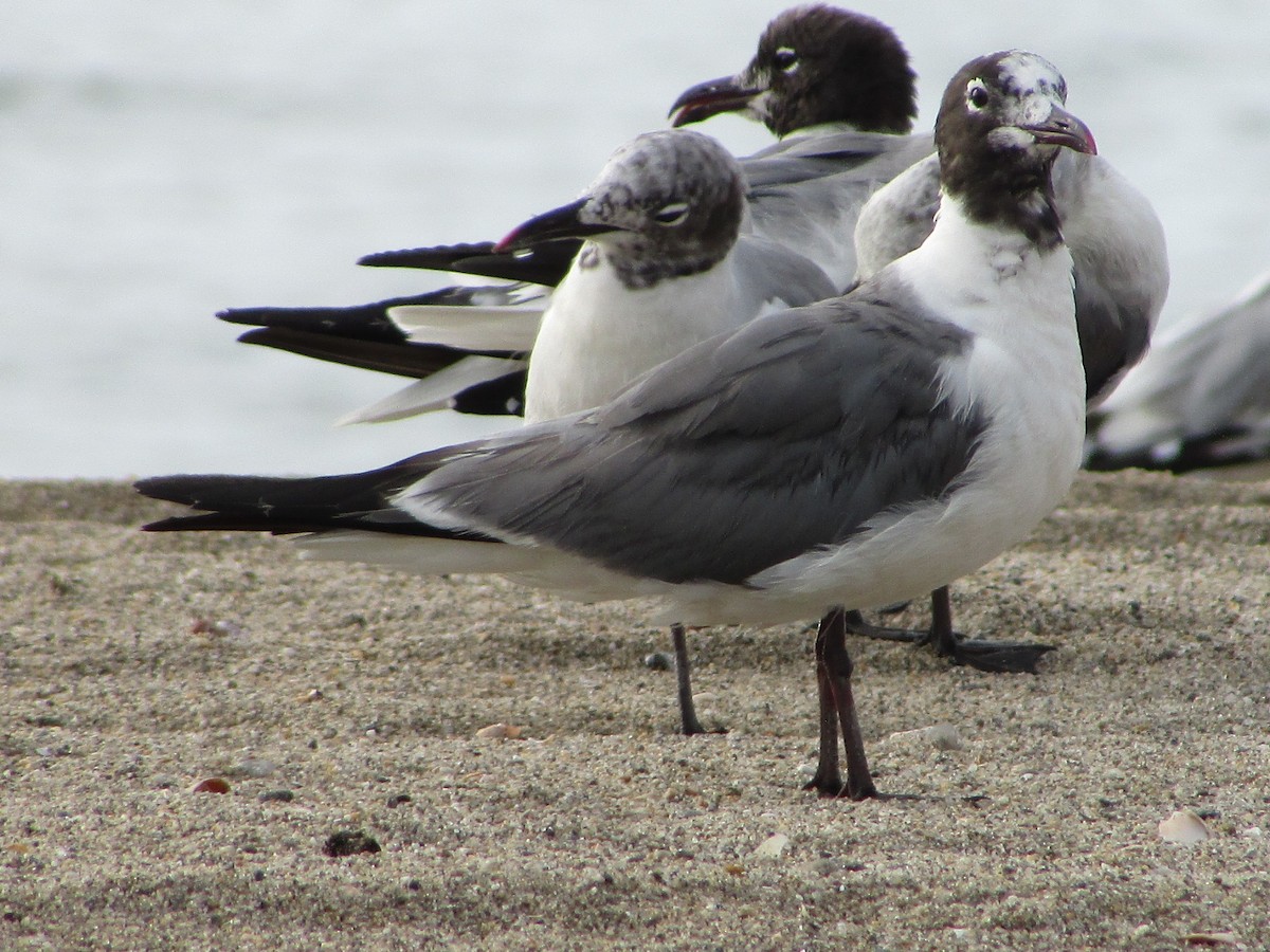 Laughing Gull - Aditya Bhaskar