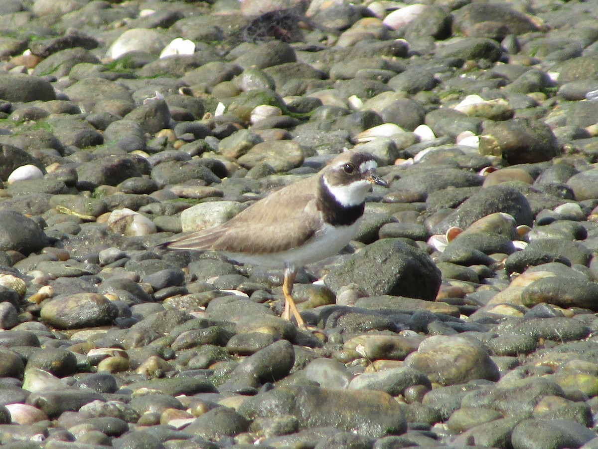 Semipalmated Plover - ML622361273