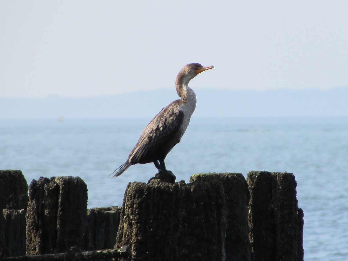 Double-crested Cormorant - ML622361301