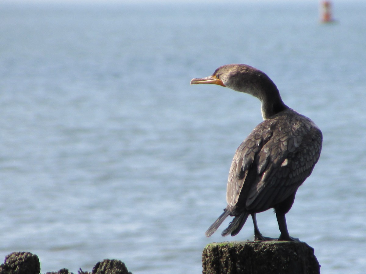 Double-crested Cormorant - ML622361302