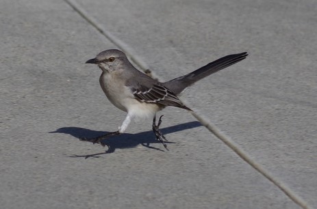 Northern Mockingbird - ML622361320