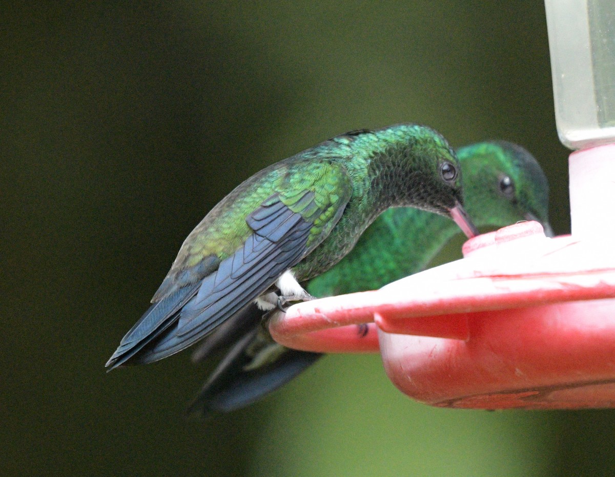 Steely-vented Hummingbird - ML622361361