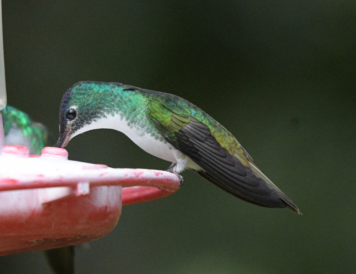 Andean Emerald - ML622361436