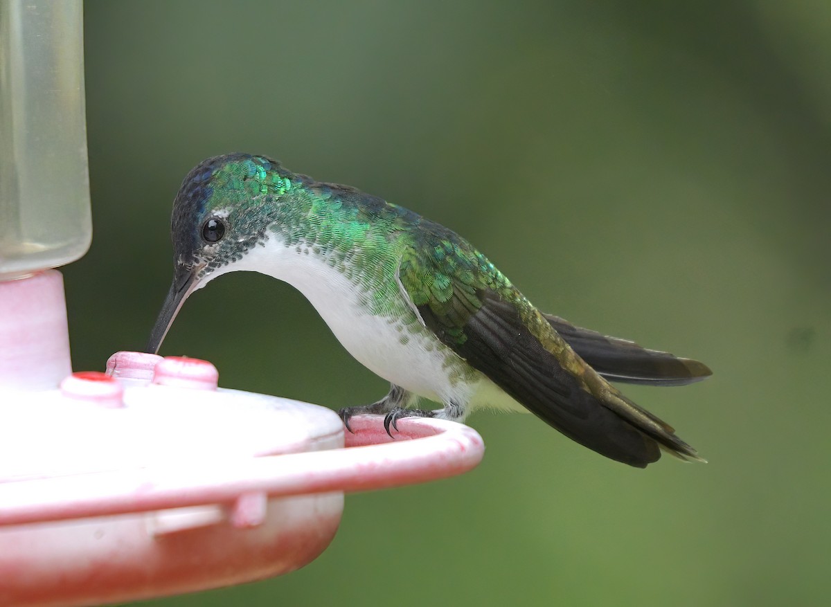 Andean Emerald - ML622361437