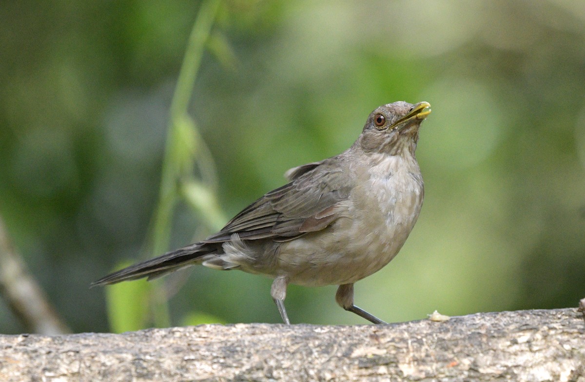 Black-billed Thrush - David Swain