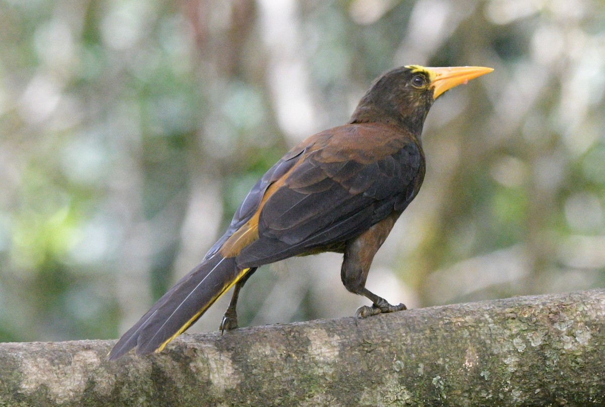 Russet-backed Oropendola (Russet-backed) - ML622361453