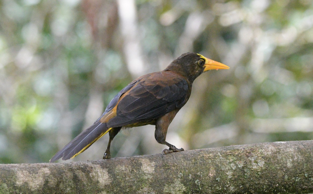 Russet-backed Oropendola (Russet-backed) - ML622361454