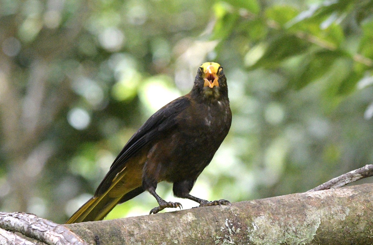 Russet-backed Oropendola (Russet-backed) - David Swain