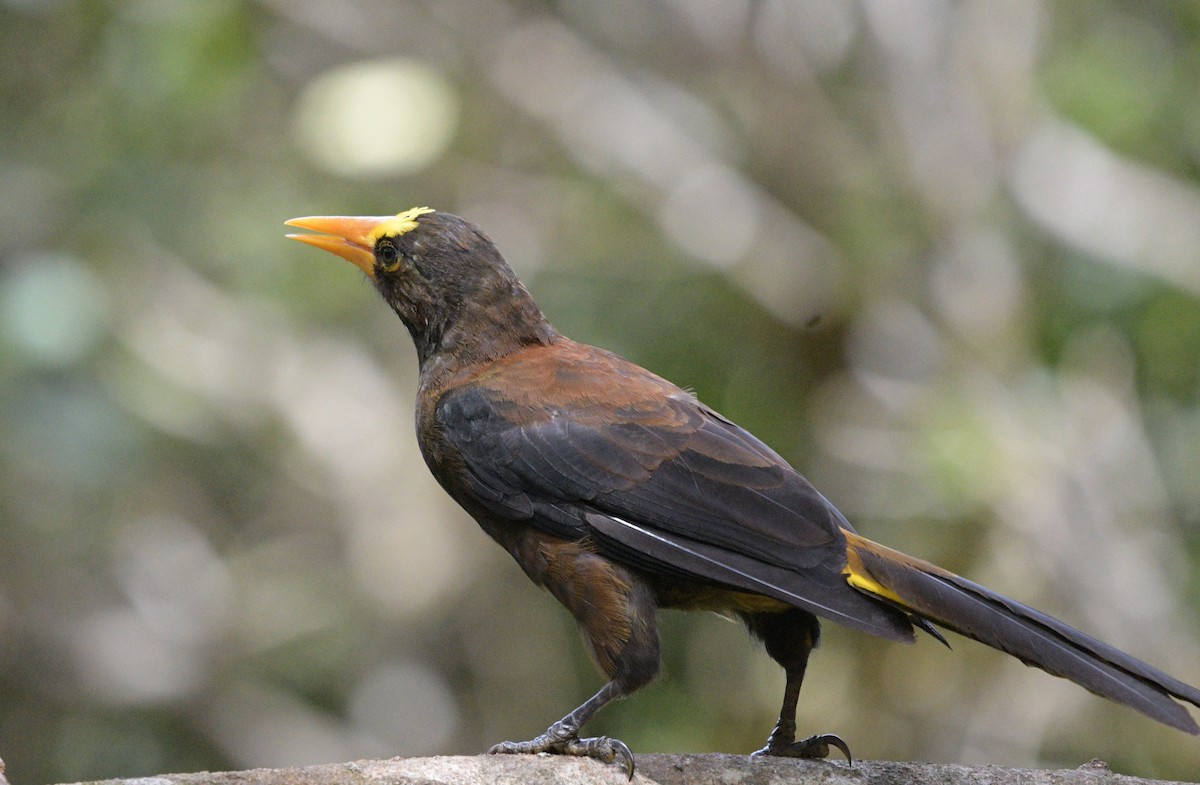 Russet-backed Oropendola (Russet-backed) - ML622361456