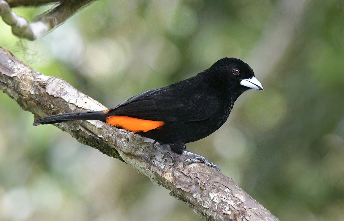 Flame-rumped Tanager (Flame-rumped) - ML622361462