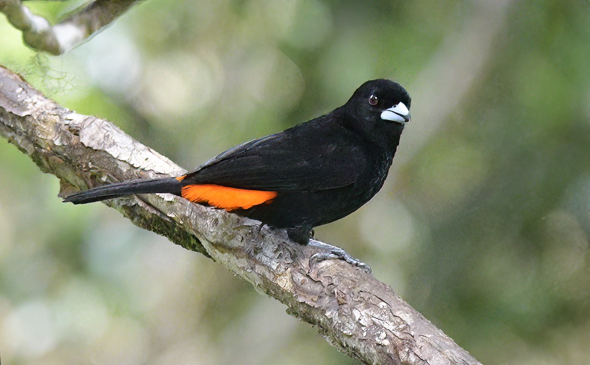 Flame-rumped Tanager (Flame-rumped) - ML622361463