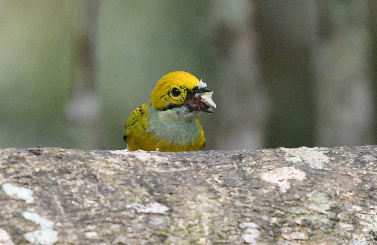 Silver-throated Tanager - ML622361467