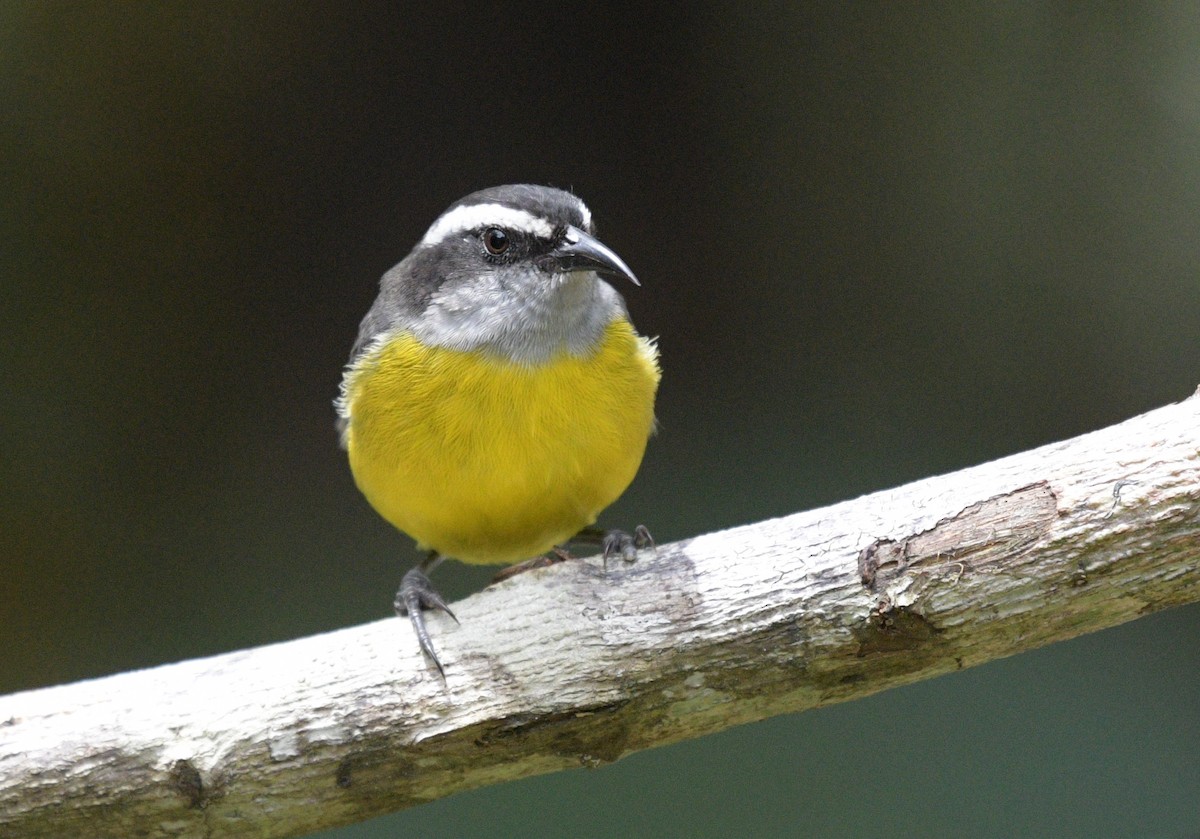 Bananaquit - ML622361476