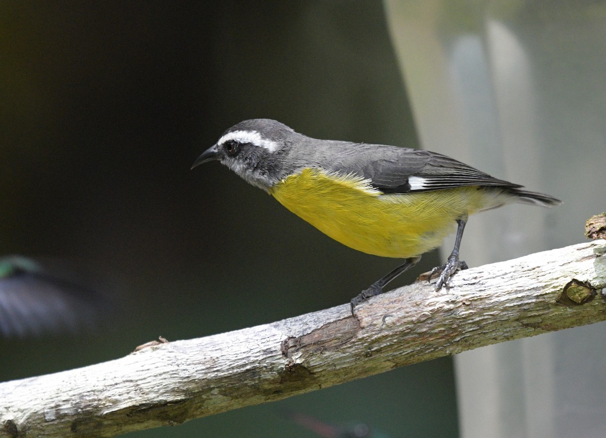 Bananaquit - ML622361477