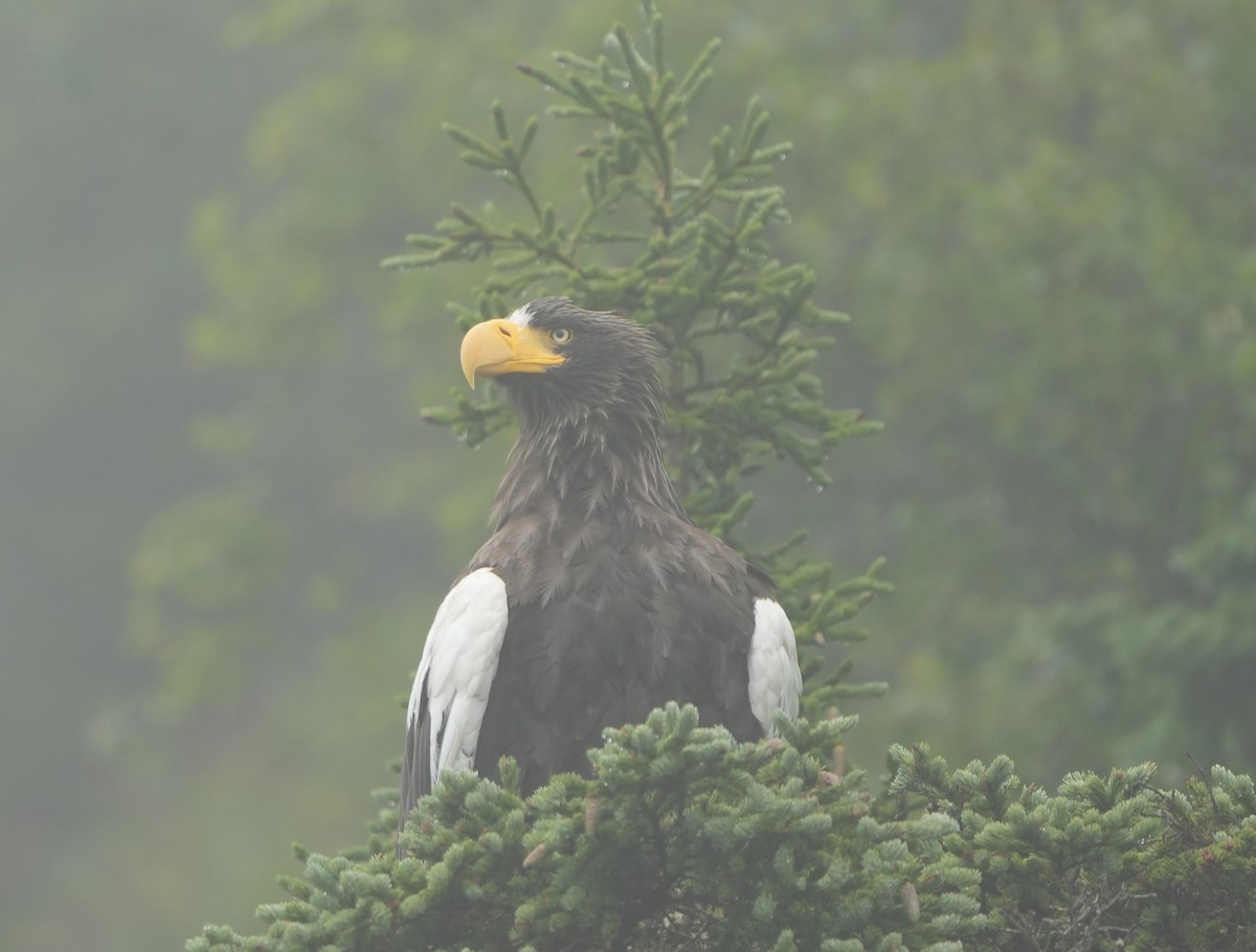 Steller's Sea-Eagle - ML622361500