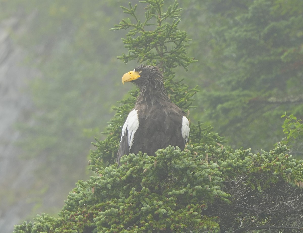 Steller's Sea-Eagle - ML622361501