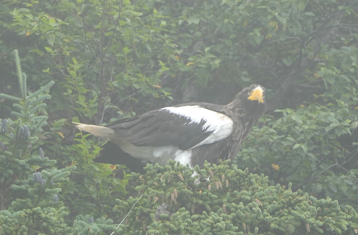 Steller's Sea-Eagle - ML622361502