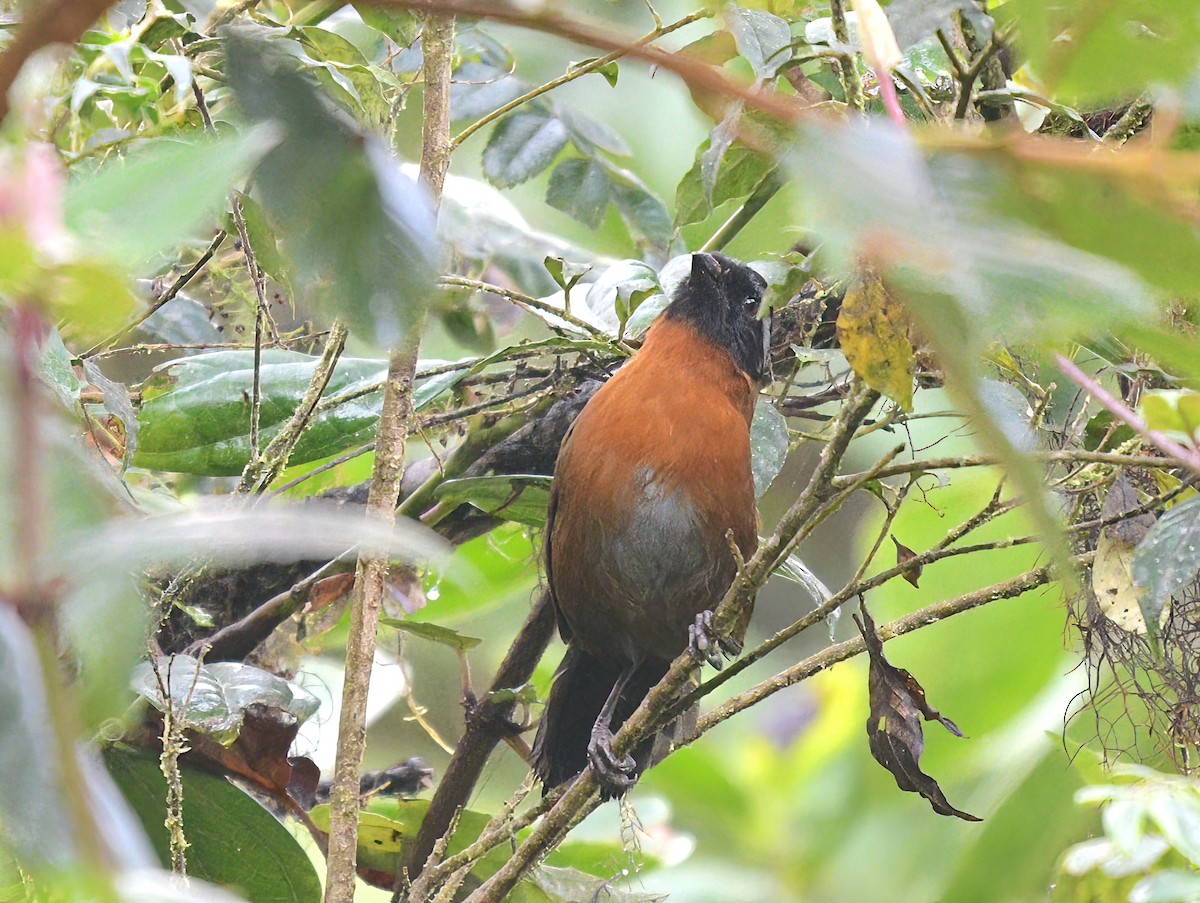 Tanager Finch - ML622361520