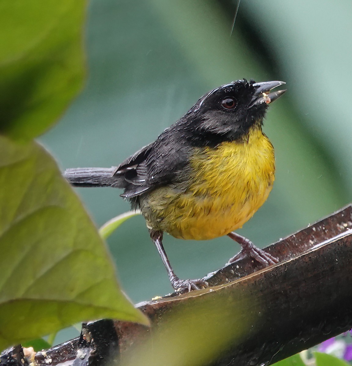 Santa Marta Brushfinch - ML622361559