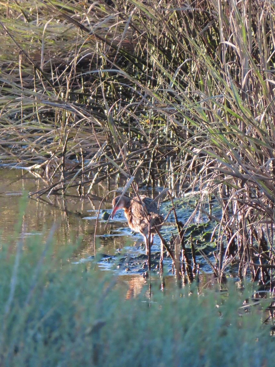 Ridgway's Rail - Robin Winning