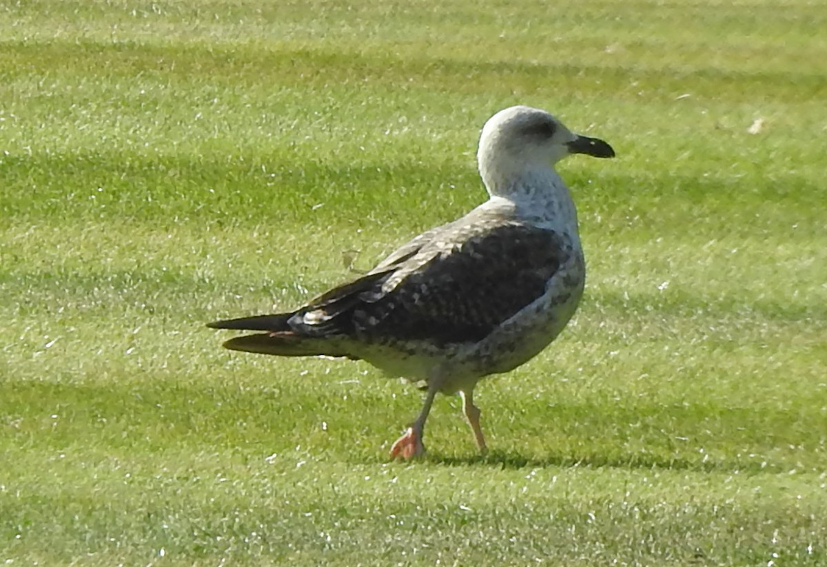 Lesser Black-backed Gull (graellsii) - ML622361647