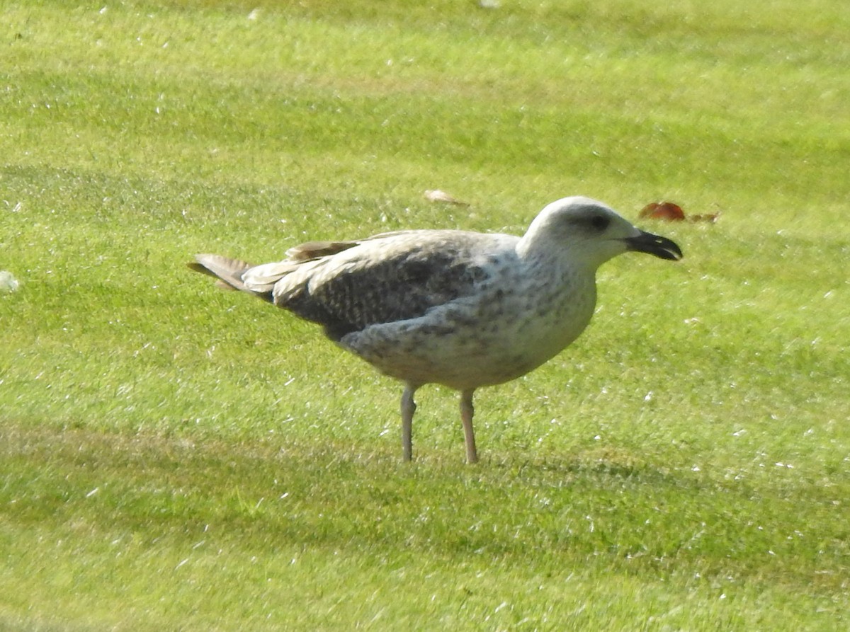 Lesser Black-backed Gull (graellsii) - ML622361658
