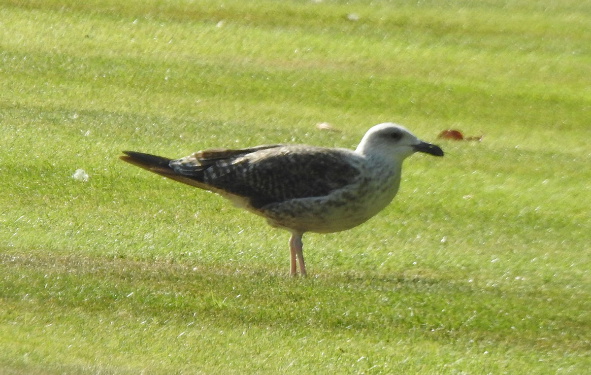 Lesser Black-backed Gull (graellsii) - ML622361659