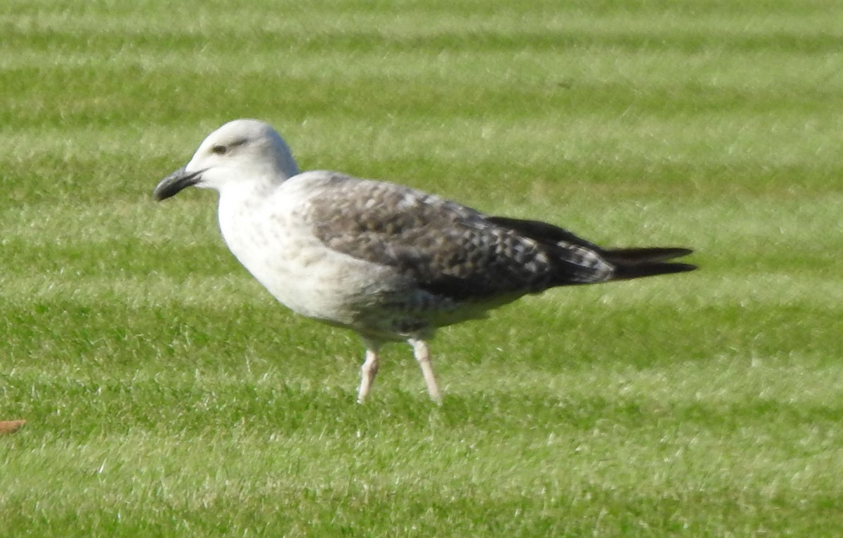 Lesser Black-backed Gull (graellsii) - ML622361666